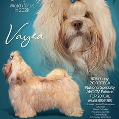 Vaysa - Russian Tsvetnaya Bolonka