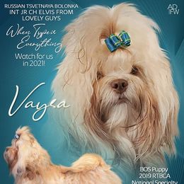 Vaysa - Russian Tsvetnaya Bolonka