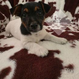 Boy 5: Twin Two - Tri-color male Russell Terrier puppy in Harvel, Illinois from Ruff and Tumble Russell Terriers