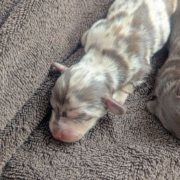 Summit - Dapple male Dachshund puppy in Danbury, New Hampshire from Maplewood Mountain Farm