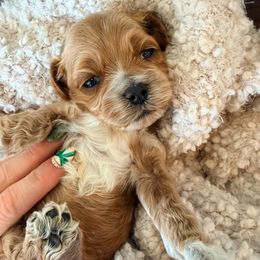 Journey - Cream female Cockapoo puppy in Preston, Idaho from Rocking JH Pup Co