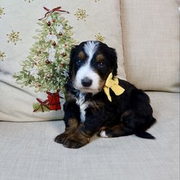 Jeff - Tri-color male Bernedoodle puppy in Murray, Utah from Sun Valley Doodles