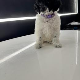 Miss Dulce - Parti female Poodle puppy in Gainesville, Florida from Pipsqueak Mansion Poodles