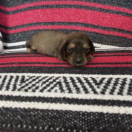 Little Man - Red male Dachshund puppy in Willow Springs, Missouri from Krazy Acre Farm