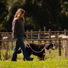 Bernese Mountain Dogs from Varners Berners