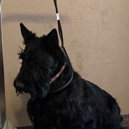 Malcolm  - Scottish Terrier