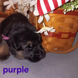 Purple - Black and red female German Shepherd puppy in Gustavus, Ohio from Cross Kreek Kennels