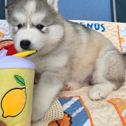 Siberian Husky Puppies from Canace Siberians