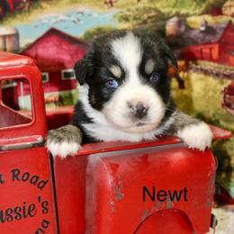 Newt - Black tri male Miniature Australian Shepherd puppy in Ronan, Montana from Dirt Road Aussie’s of Montana