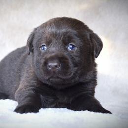 Labrador Retriever Puppies from R Little Retrievers