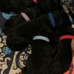 Sheepadoodle Puppies from Riley Grace Puppies