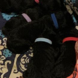 Sheepadoodle Puppies from Riley Grace Puppies