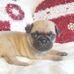 Girl 1 - female Pug puppy in Blountsville, Alabama from Rock Springs Pugs