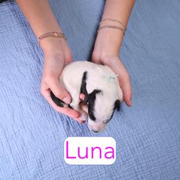 Luna - Parti female Assorted Doodle Crosses puppy in Calhoun, Georgia from Happy Top Doodles
