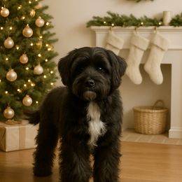 Linus (The Carolinas) - Black male Australian Labradoodle puppy in Calhoun, Louisiana from Arrowhead Australian Labradoodles