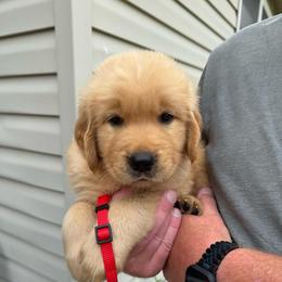 Red Boy - Golden male Golden Retriever puppy in Macy, Indiana from Macy Golden Meadows