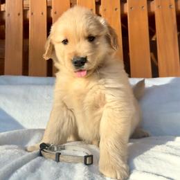 Patrick - Golden male Golden Retriever puppy in North Pole, Alaska from Mulberry Retrievers