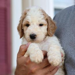 Mia - Parti female Goldendoodle puppy in Cherry Creek, New York from Doodles Pups of NY