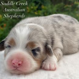 Girl 1 - Blue merle female Australian Shepherd puppy in Mount Sterling, Kentucky from Saddle Creek Australian Shepherds