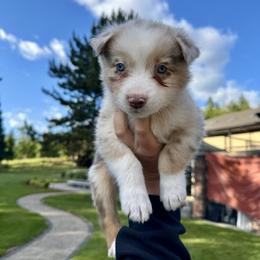 Girl 6 - female Australian Shepherd puppy in Washington from LIT Australian Shepherds
