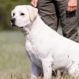 Labrador Retrievers from South Mountain Labs
