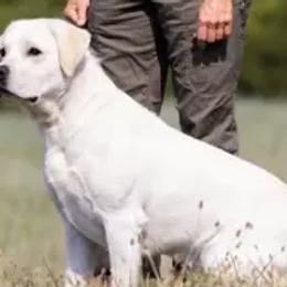 Labrador Retrievers from South Mountain Labs