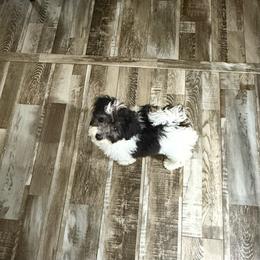 Bugs Bunny - Parti male Maltipoo puppy in Wayland, New York from Loris Pampered Pooches💕