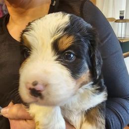 Green - Black rust and white female Bernese Mountain Dog puppy in Auburn, Washington from MSM Bernese Mountain Dogs
