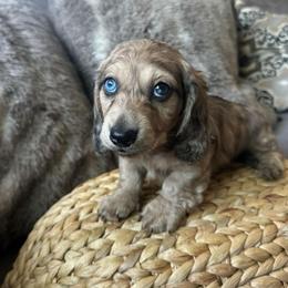 Slinky - Dapple male Dachshund puppy in Moreno Valley, California from rdachshunds