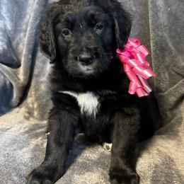 Girl 2 - female Golden Mountain Dog puppy in Montrose, Michigan from Spraggins Sweet Acres