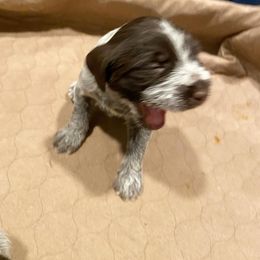 Wirehaired Pointing Griffon Puppies from Anyan Lodge Pups