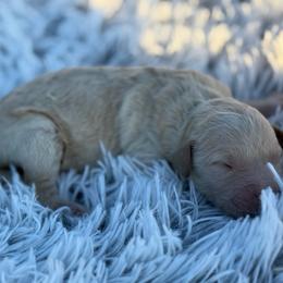 Biscuit - Cream male Goldendoodle puppy in Ambrose, Georgia from Brandilyn's Aussies