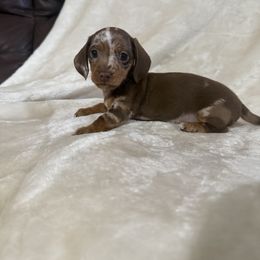 Dachshund Puppies from Brittany Corbin
