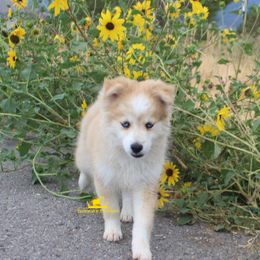 Sailor - Merle male Pomsky puppy in Stockton, Utah from Mischa Nelson