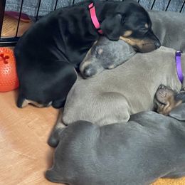 Dachshund and Doberman Pinscher Puppies from Cornerstone Dobermans