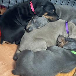Dachshund and Doberman Pinscher Puppies from Cornerstone Dobermans