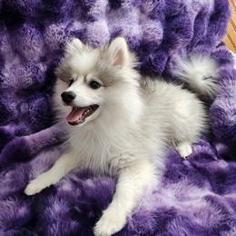 Pepper - Wolf sable male Pomsky puppy in Idaho Falls, Idaho from Idaho Pomsky