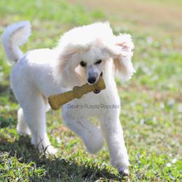 Cora - Poodle