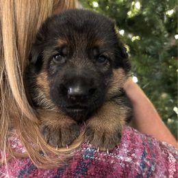 Sadie - Black and tan female German Shepherd puppy in Grand Junction, Colorado from Sonnenfeld Shepherds