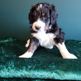 Bernedoodle Puppies from Badlands Bernedoodles
