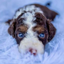 Bernedoodles, Labradoodles, and Poodles from New life kennels