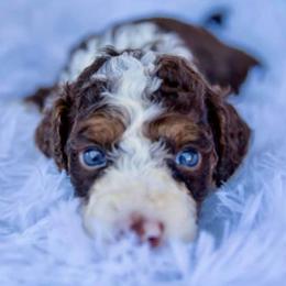 Bernedoodles, Labradoodles, and Poodles from New life kennels