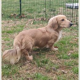 Wally - Cream male Dachshund puppy in Morristown, Tennessee from Hillside Hounds