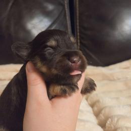 Orion - Liver male Miniature Schnauzer puppy in Graham, Washington from Olivia's Miniature Schnauzer's