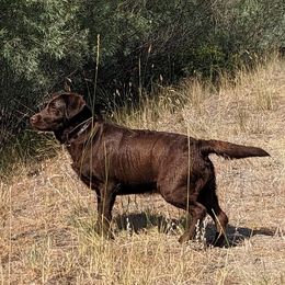 Bonnie - Labrador Retriever
