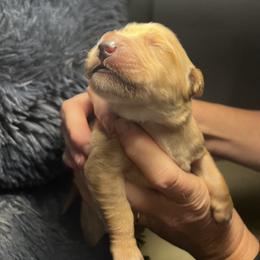 Golden Retriever Puppies from Personalized Dog Training - Windisch Goldens