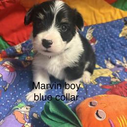 Marvin - White and black male Pembroke Welsh Corgi puppy in Granville, New York from Windy Mountain Kennels