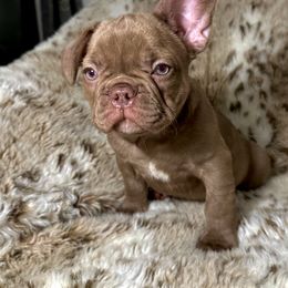 French Bulldog Puppies from The French Bulldog Company LLC