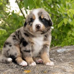 Anika - Tri-color female Bernedoodle puppy in Pulaski, Tennessee from My Fair Doodles