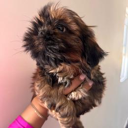 Dior - Tricolor male Shih Tzu puppy in Azusa, California from RJ Shih Tzu lover